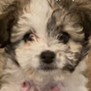 Meet your Posher, Demarco